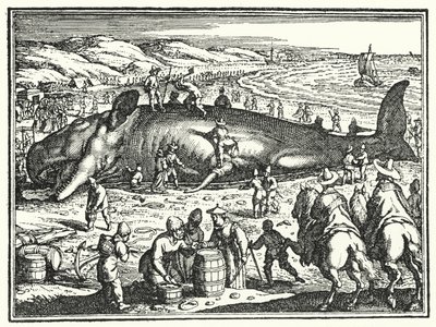 La ballena de Antorf de German School