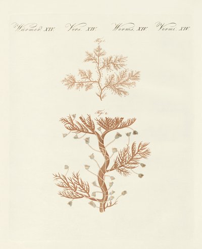 La sertularia sinuosa o corallina base de German School