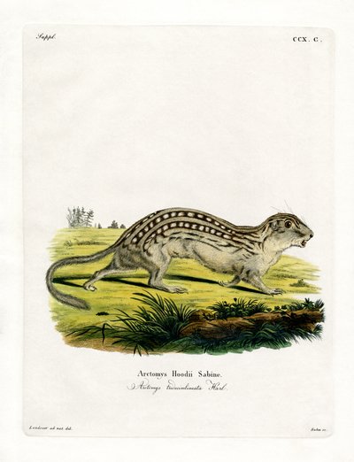 Ardilla terrestre de trece líneas de German School
