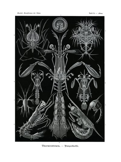 Thoracostraca de German School