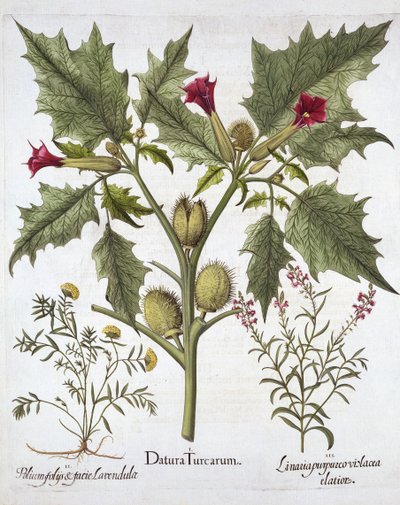 Estramonio, germander y linaria púrpura, de Hortus Eystettensis, por Basil Besler, pub. 1613 de German School