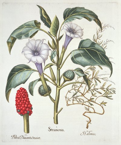 Manzana Espinosa, del Hortus Eystettensis de Basil Besler, publicado en 1613 de German School