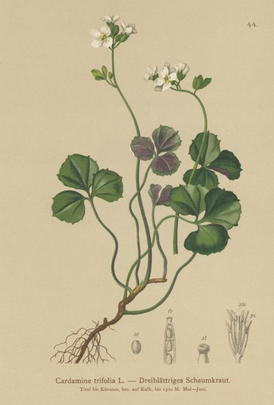 Berro amargo de tres hojas (Cardamine trifolia) de German School