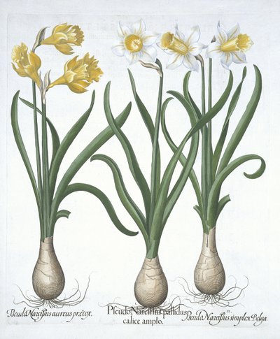 Tres Pseudo-Narcisos, de Hortus Eystettensis por Basil Besler (1561-1629) publicado en 1613 de German School