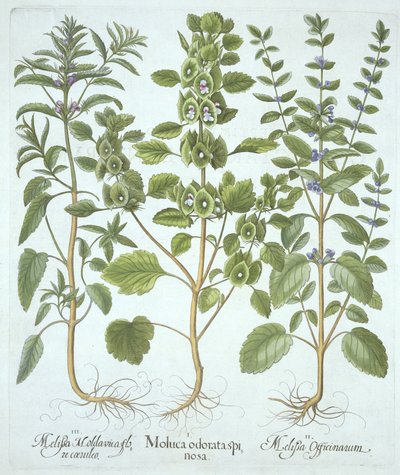 Tres tipos de Bálsamo, de Hortus Eystettensis, por Basil Besler (1561-1629), pub. 1613 de German School