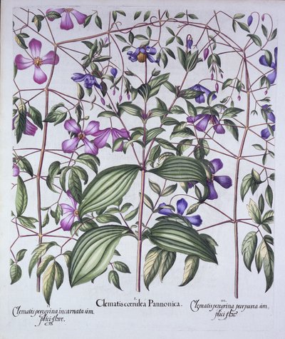 Tres tipos de clemátides, de Hortus Eystettensis, por Basil Besler, pub. 1613 de German School