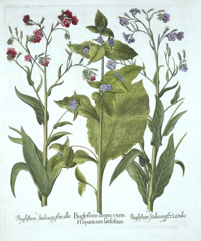 Tres variedades de Bugloss, de Hortus Eystettensis, por Basil Besler (1561-1629), pub. 1613 de German School
