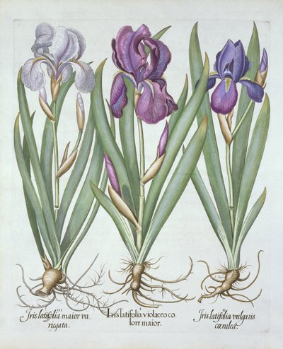 Tres variedades de lirios rizomatosos con barba, de Hortus Eystettensis, por Basil Besler (1561-1629) pub. 1613 de German School