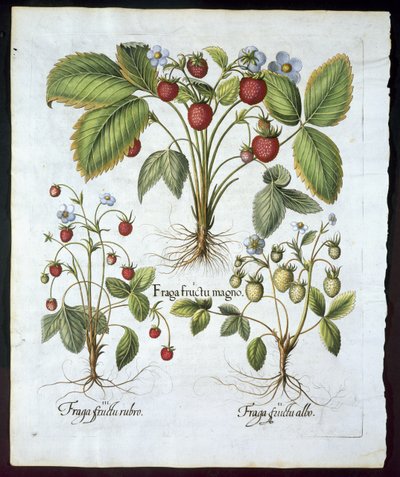 Tres variedades de fresa, lámina 116, de Hortus Eystettensis por Basil Besler (1561-1629) publicado en 1613 de German School