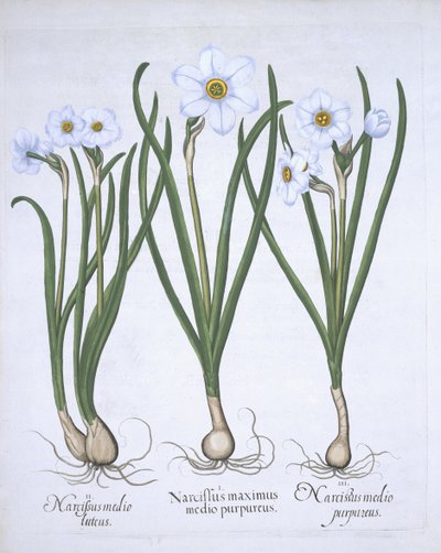 Tres Narcisos Blancos, de Hortus Eystettensis por Basil Besler (1561-1629) publicado en 1613 de German School