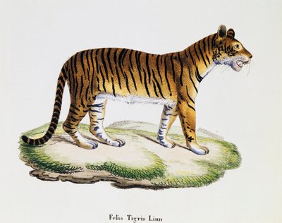Tigre (Felis tigris), de Mamíferos ilustrados de la naturaleza con descripciones, por Johann Christian Daniel von Schreber (1739-1810), grabado por IC Bock después del dibujo de A Fleischmann, volumen 3, tabla 98 A, Alemania de German School