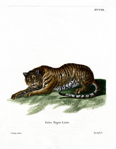 Tigre de German School