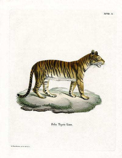 Tigre de German School