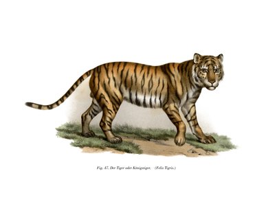 Tigre de German School