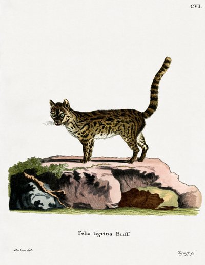 Gato Tigre de German School