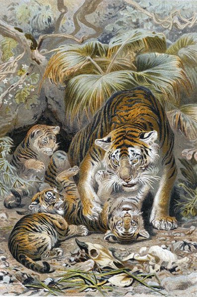 Tigre, lámina de "Brehms Tierleben: Allgemeine Kunde des Tierreichs", vol.1, p.391, publicado por Bibliographisches Institut de German School