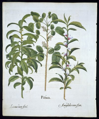 Pistacho, Laurel (Laurus Nobilis) y Almendra, lámina 6 de Hortus Eystettensis por Basil Besler (1561-1629) publicado en 1613 de German School
