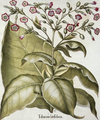Planta de tabaco, de Hortus Eystettensis por Basil Besler, pub. 1613 de German School
