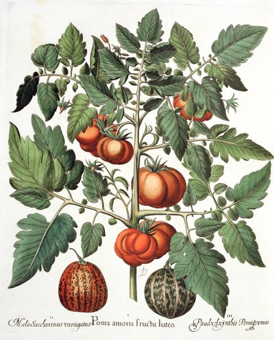 Tomates y melones: 1.Poma amoris fructu luteo; 2.Melo Saccharinus variegatus; 3.Pseudocolocynthis Pomiformis, del Hortus Eystettensis por Basil Besler (1561-1629), pub. 1613 de German School