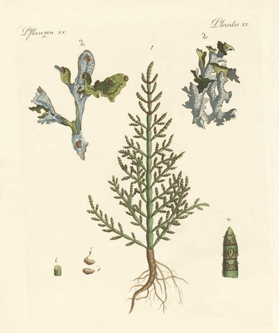 Plantas comerciales y medicinales de German School