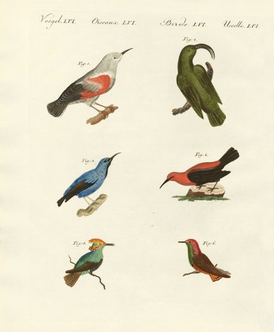 Trepadores y colibríes de German School