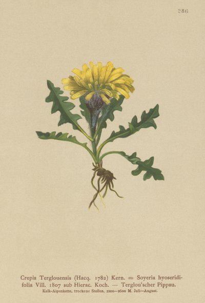 Crepis de Triglav (Crepis Terglouensis, Soyeria hyoseridifolia sub Hierac.) de German School