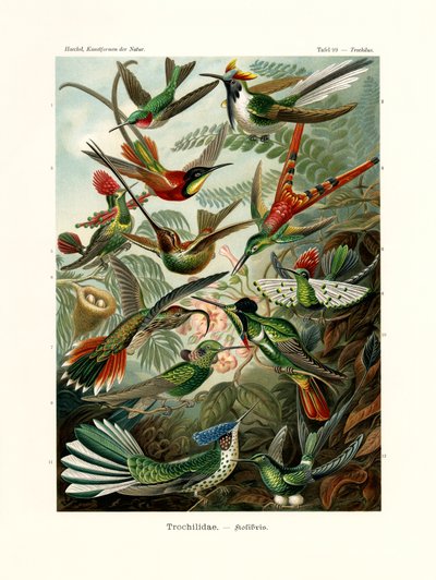 Trochilidae de German School