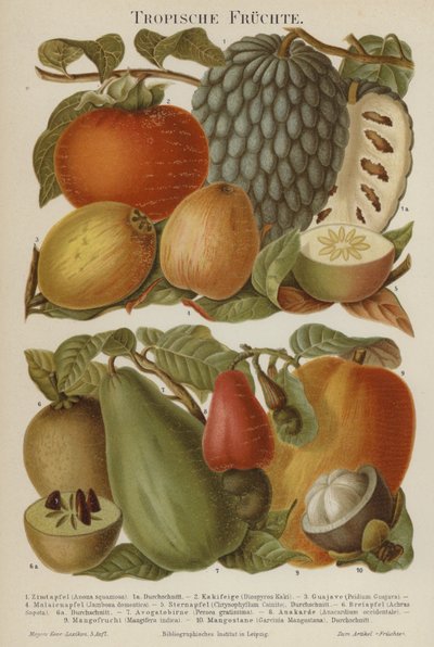 Frutas tropicales de German School