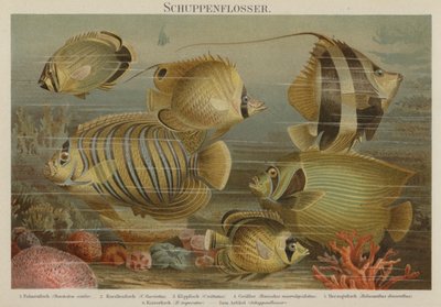 Peces del mar tropical de German School
