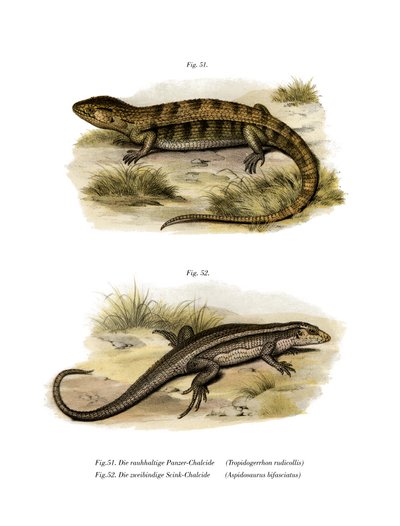 Tropidogerrhon rudicollis de German School