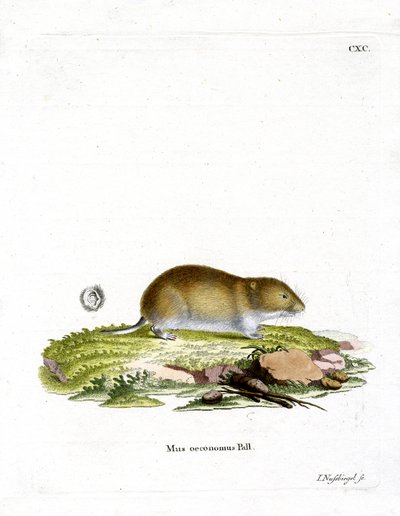 Topillo de la Tundra de German School