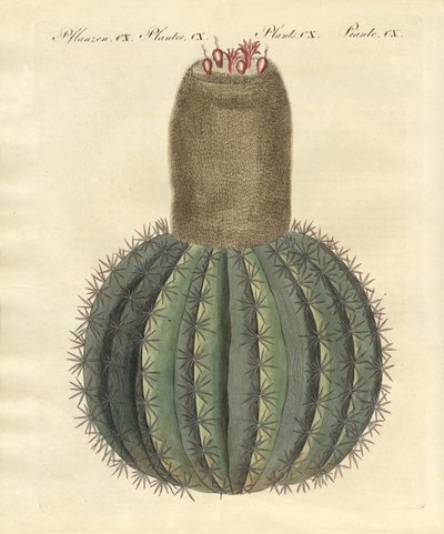 Cactus de gorro turco de German School