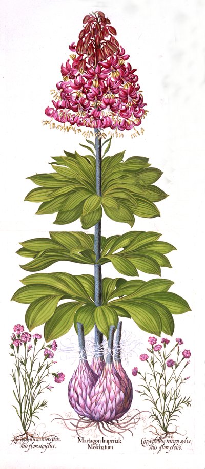 Lirio de Capuchón Turco y Clavel, de Hortus Eystettensis, por Basil Besler, pub. 1613 de German School