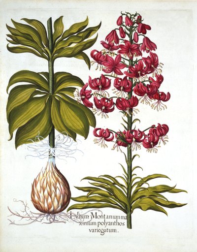 Lirio de Capuchón Turco, de Hortus Eystettensis, por Basil Besler, pub. 1613 de German School