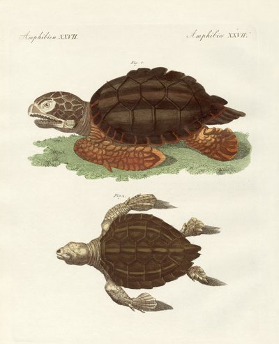 Tortugas de tamaño fenomenal de German School