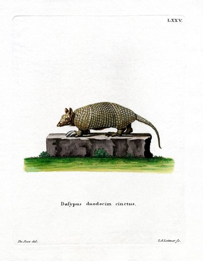 Armadillo de Doce Bandas de German School