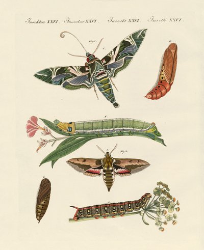 Mariposa crepuscular de German School