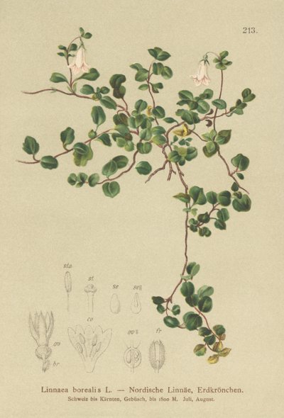 Flor gemela (Linnaea borealis) de German School