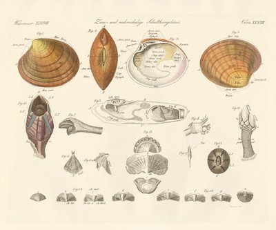 Conchas bivalvas y más o mejillones de German School