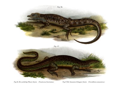 Neusticurus de dos caras de German School