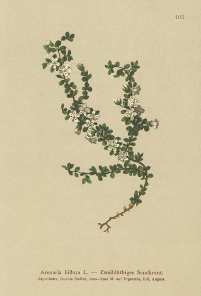 Sandwort de dos flores de German School