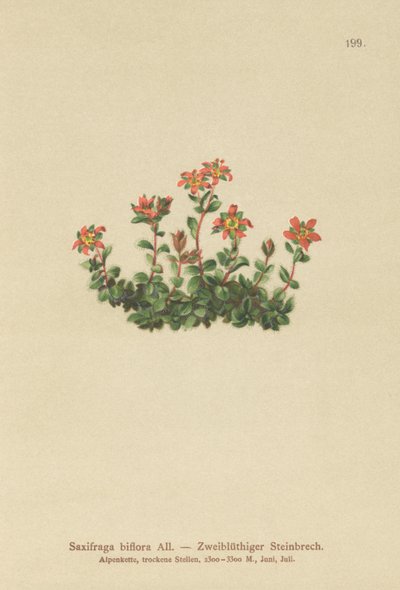 Saxífraga de dos flores (Saxifraga biflora) de German School