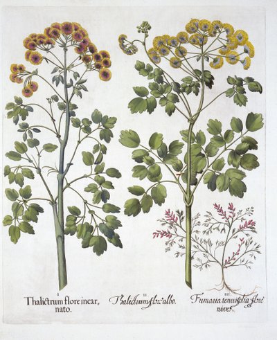 Dos tipos de ruda de pradera y corydalis, de Hortus Eystettensis, por Basil Besler, pub. 1613 de German School