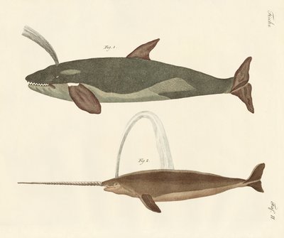 Dos tipos de ballenas de German School