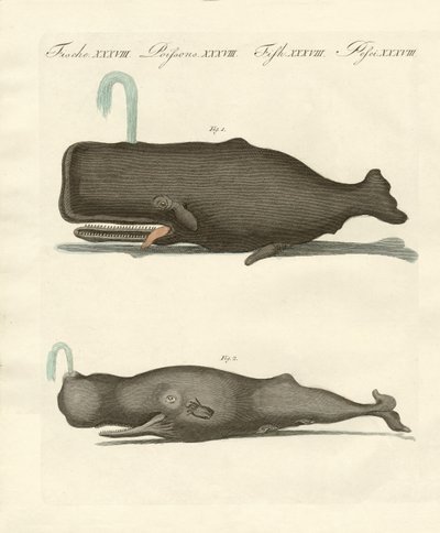 Dos tipos extraños de ballenas de German School