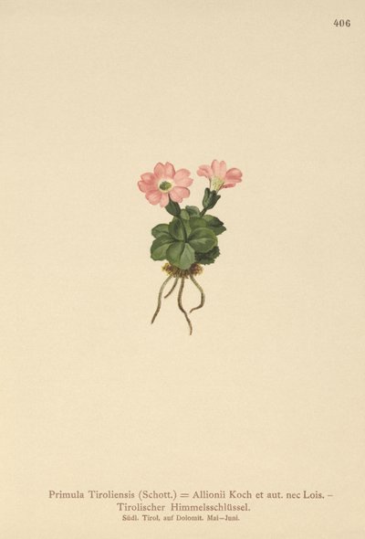 Primavera tirolesa (Primula tyrolensis, Primula Tirolensis, Primula Allionii) de German School