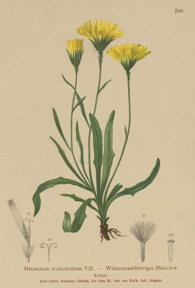 Polígala de hojas de estatice (Hieracium staticefolium, Hieracium staticifolium, Tolpis staticifolia, Chlorocrepis staticifolium, Chlorocrepis staticifolia) de German School