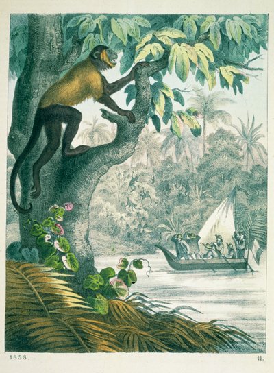 Tramos superiores del Amazonas, de Das Buch der Welt, publicado en 1858 de German School