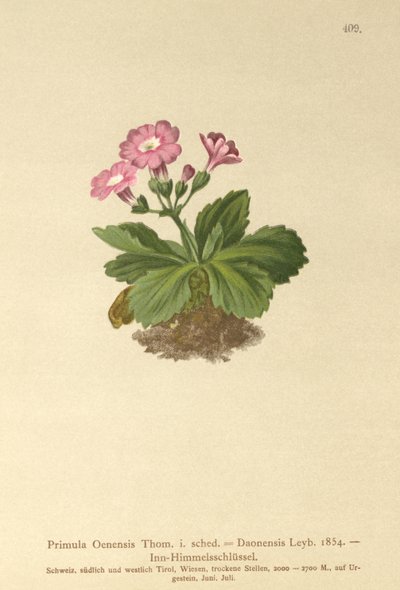 Primavera de Val-Daone (Primula Oenensis, Primula Daonensis) de German School