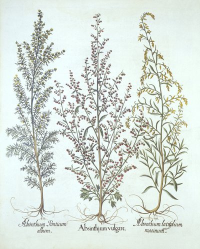 Variaciones de ajenjo, de Hortus Eystettensis, por Basil Besler, pub. 1613 de German School
